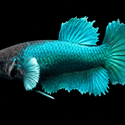 3BT43 - [ARRIVED 29-MAY-2026] Halfmoon Elephant Ear Plakat Female Betta - Nano Tanks Australia