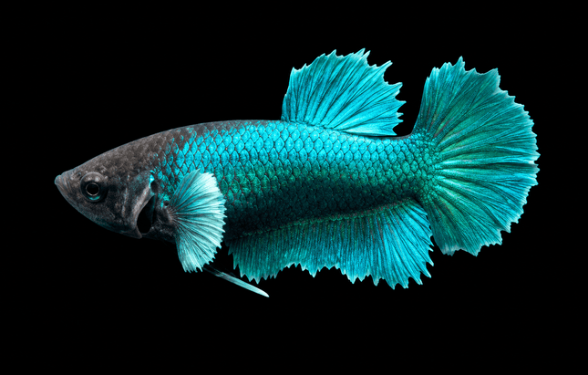 3BT43 - [ARRIVED 29-MAY-2026] Halfmoon Elephant Ear Plakat Female Betta - Nano Tanks Australia
