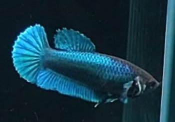 3BT44 - [ARRIVED 29 - MAY - 2026] Halfmoon Elephant Ear Plakat Female Betta - Nano Tanks Australia