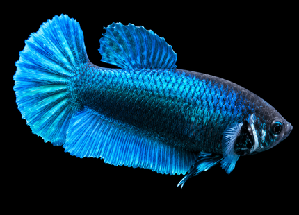 3BT44 - [ARRIVED 29-MAY-2026] Halfmoon Elephant Ear Plakat Female Betta - Nano Tanks Australia