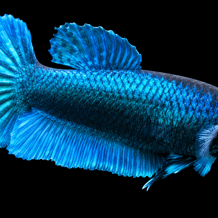 3BT44 - [ARRIVED 29-MAY-2026] Halfmoon Elephant Ear Plakat Female Betta - Nano Tanks Australia