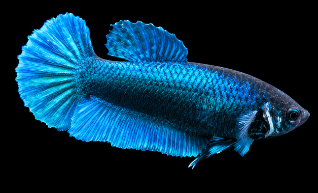 3BT44 - [ARRIVED 29-MAY-2026] Halfmoon Elephant Ear Plakat Female Betta - Nano Tanks Australia