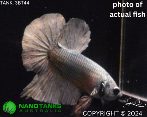 3BT44 - Copper Halfmoon Plakat Male Betta - Nano Tanks Australia Aquarium Shop