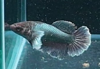 3BT45 - [ARRIVED 29 - MAY - 2026] Halfmoon Elephant Ear Plakat Female Betta - Nano Tanks Australia