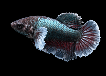 3BT45 - [ARRIVED 29-MAY-2026] Halfmoon Elephant Ear Plakat Female Betta - Nano Tanks Australia