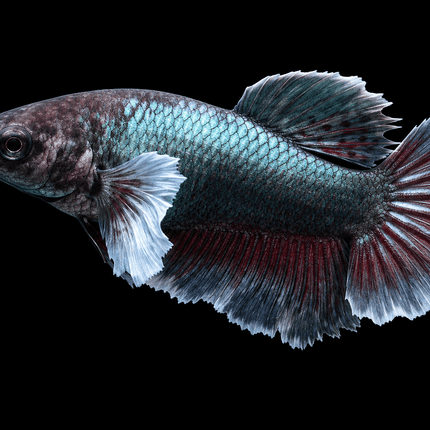 3BT45 - [ARRIVED 29-MAY-2026] Halfmoon Elephant Ear Plakat Female Betta - Nano Tanks Australia