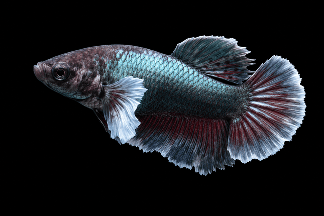 3BT45 - [ARRIVED 29-MAY-2026] Halfmoon Elephant Ear Plakat Female Betta - Nano Tanks Australia