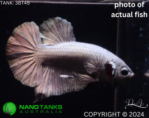 3BT45 - Copper Halfmoon Plakat Male Betta - Nano Tanks Australia Aquarium Shop