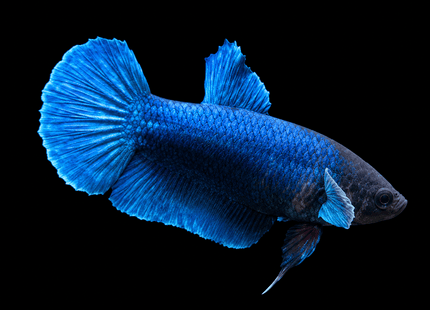 3BT46 - [ARRIVED 29-MAY-2026] Halfmoon Elephant Ear Plakat Female Betta - Nano Tanks Australia