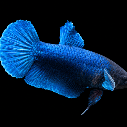 3BT46 - [ARRIVED 29-MAY-2026] Halfmoon Elephant Ear Plakat Female Betta - Nano Tanks Australia