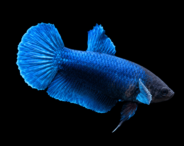 3BT46 - [ARRIVED 29-MAY-2026] Halfmoon Elephant Ear Plakat Female Betta - Nano Tanks Australia