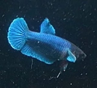 3BT46 - [ARRIVED 29 - MAY - 2026] Halfmoon Elephant Ear Plakat Female Betta - Nano Tanks Australia