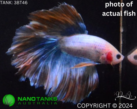 3BT46 - Yellow Marble Halfmoon Male Betta - Nano Tanks Australia Aquarium Shop