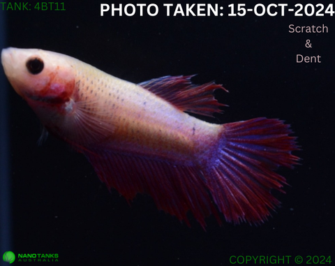 4BT11 - Cambodia Halfmoon Betta Female