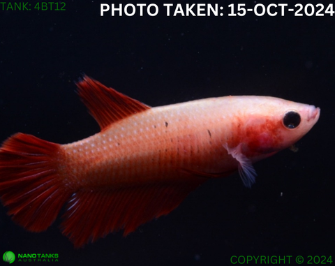 4BT12 - Cambodia Halfmoon Betta Female