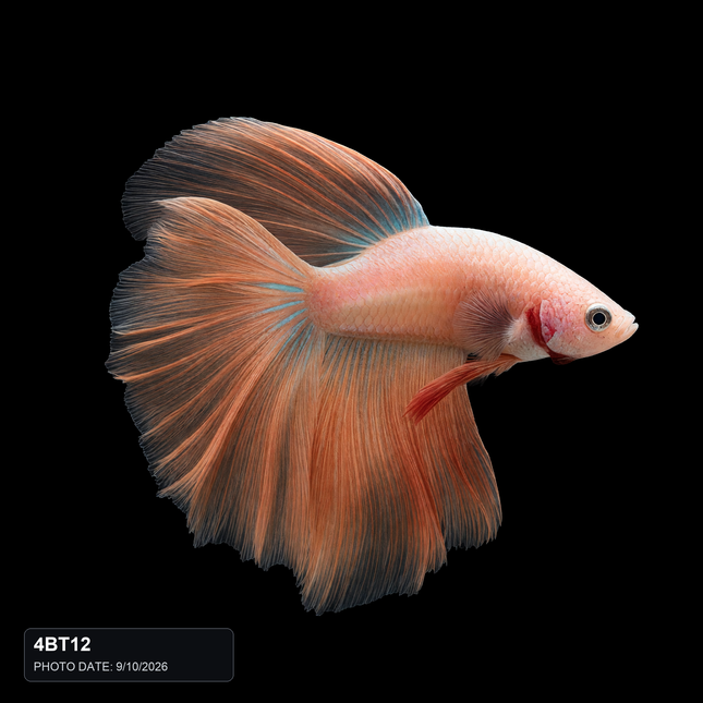 NTA|betta-20261010-084538-08z3re|4BT12|HERO|sha256=60468f2a4a36f1b37c4ec4f0fd55a003f4d81ae61cf01170e5c1f37e624e6e6b