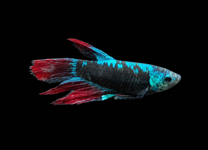 Betta tank 4BT13