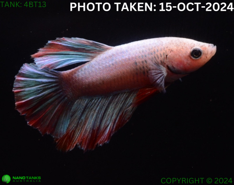 4BT13 - Cambodia Halfmoon Betta Female