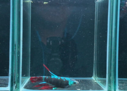 Betta tank 4BT13 original photo