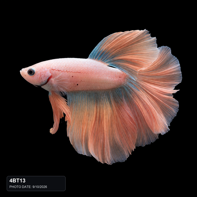NTA|betta-20261010-084538-08z3re|4BT13|HERO|sha256=f6d8bd14c82d35cd36e447dbc9cf2c5f857b7b4000022db360c1bb64c7b7a40b