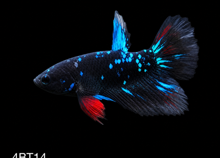 Betta tank 4BT14