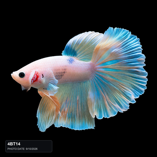 NTA|betta-20261010-084538-08z3re|4BT14|HERO|sha256=f6f1b8840b1b6e6eb60de1dfa9948bd2dc0e1a66349ce73d82115daffc7219cb