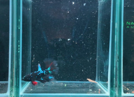 Betta tank 4BT14 original photo