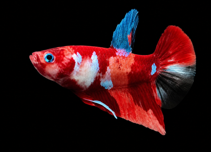 Betta tank 4BT15