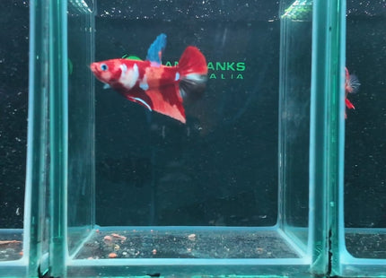 Betta tank 4BT15 original photo