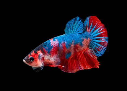 Betta tank 4BT16