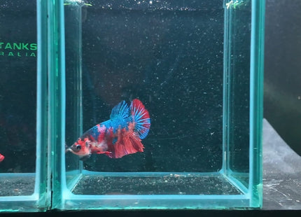 Betta tank 4BT16 original photo