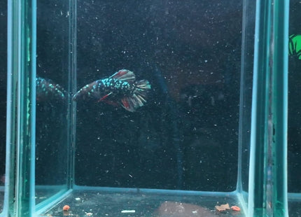 Betta tank 4BT44 original photo
