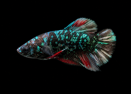 Betta tank 4BT44