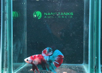 Betta tank 4BT45 original photo