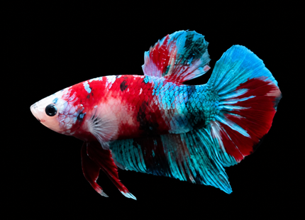 Betta tank 4BT45