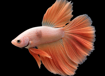 NTA|betta-20261010-143554-0ostt3|4BT46|HERO|sha256=198d580f606eb7f8fecc8458e96cabc17476eca7f498337d4504658a262947d1