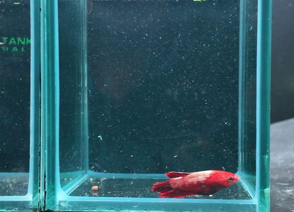 Betta tank 4BT46 original photo
