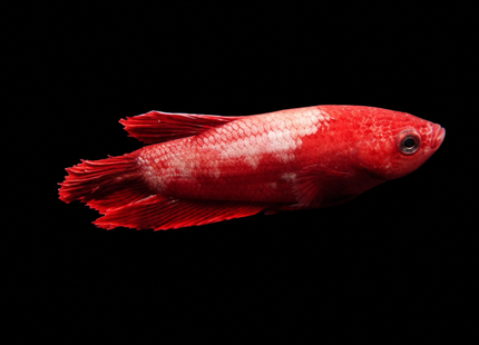 Betta tank 4BT46