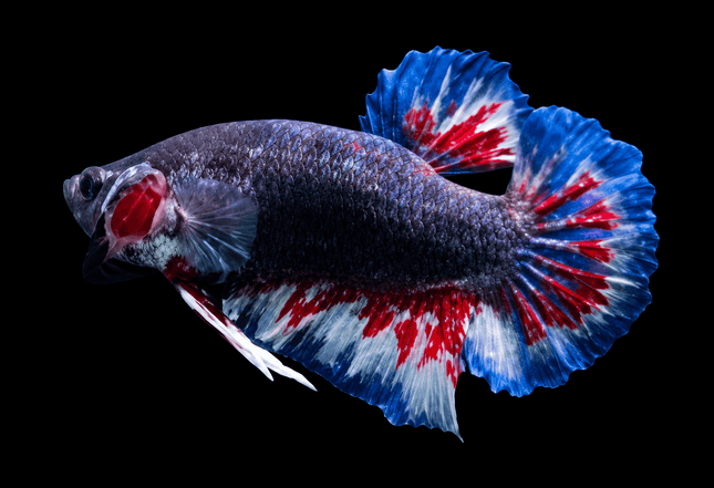 4BT11 - [ARRIVED 22-MAR-2026] Yellow Red Vanda Halfmoon Plakat Male Betta - Nano Tanks Australia