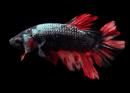 4BT11 - Coral Red Gold-White Dragon Plakat Betta - Nano Tanks Australia