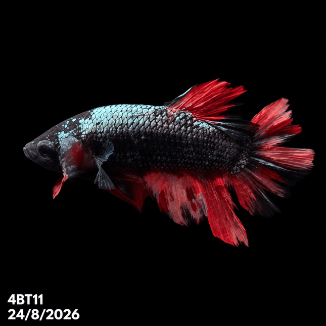 4BT11 - Coral Red Gold-White Dragon Plakat Betta - Nano Tanks Australia