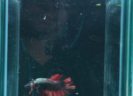 4BT11 - Coral Red Gold-White Dragon Plakat Betta - Nano Tanks Australia