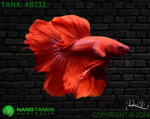 4BT11 - Red Halfmoon Betta Male - Nano Tanks Australia Aquarium Shop