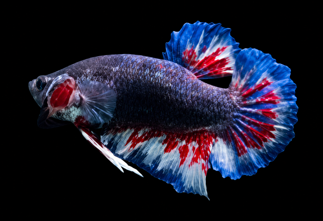 4BT11 - [ARRIVED 22-MAR-2026] Yellow Red Vanda Halfmoon Plakat Male Betta