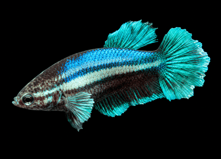 4BT12 - [ARRIVED 1-JUL-2026] Halfmoon Female Betta - Nano Tanks Australia