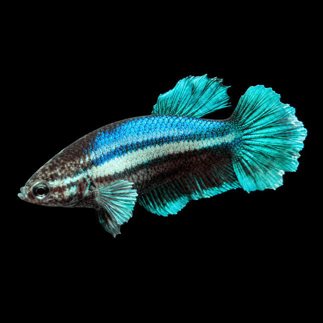 4BT12 - [ARRIVED 1-JUL-2026] Halfmoon Female Betta - Nano Tanks Australia