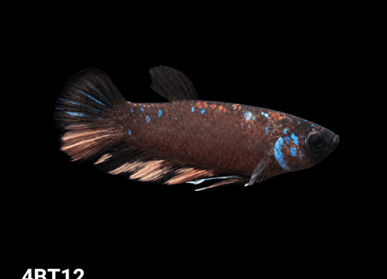 4BT12 - Crimson Red Turquoise & White Galaxy Koi Plakat Betta - Nano Tanks Australia