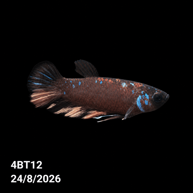 4BT12 - Crimson Red Turquoise & White Galaxy Koi Plakat Betta - Nano Tanks Australia