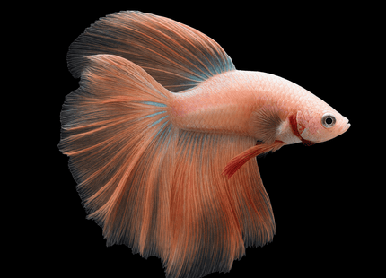 4BT12 - Pale Peach Halfmoon Male - Nano Tanks Australia