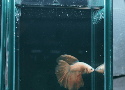 4BT12 - Pale Peach Halfmoon Male - Nano Tanks Australia